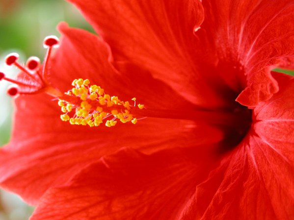 hibiscus2.jpg (large)