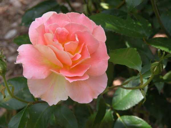 rose4.jpg (large)